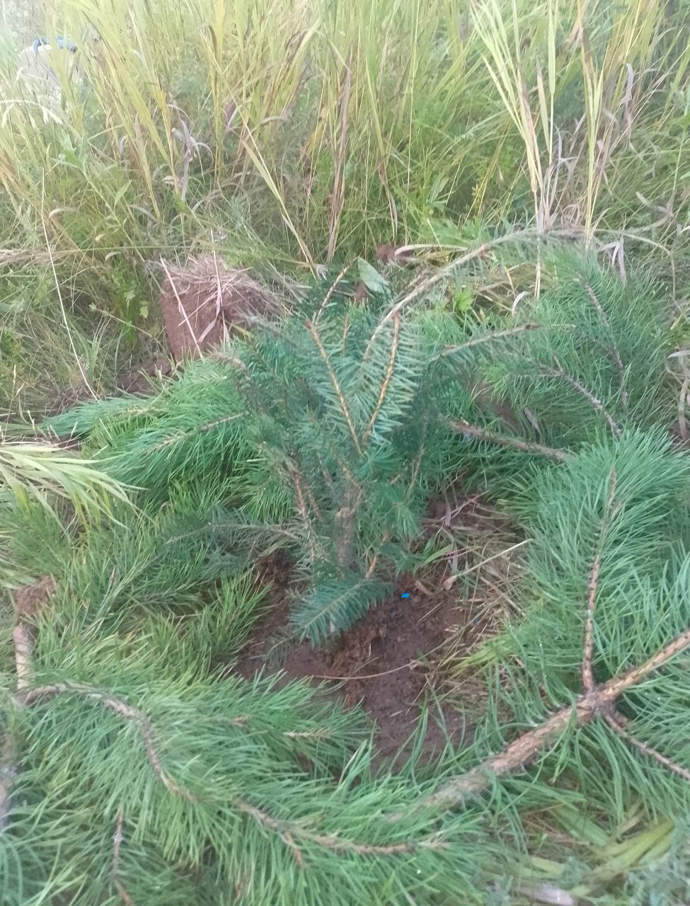 A young Douglas fir sapling freshly planted in tall grass near the Shaytanka river.
