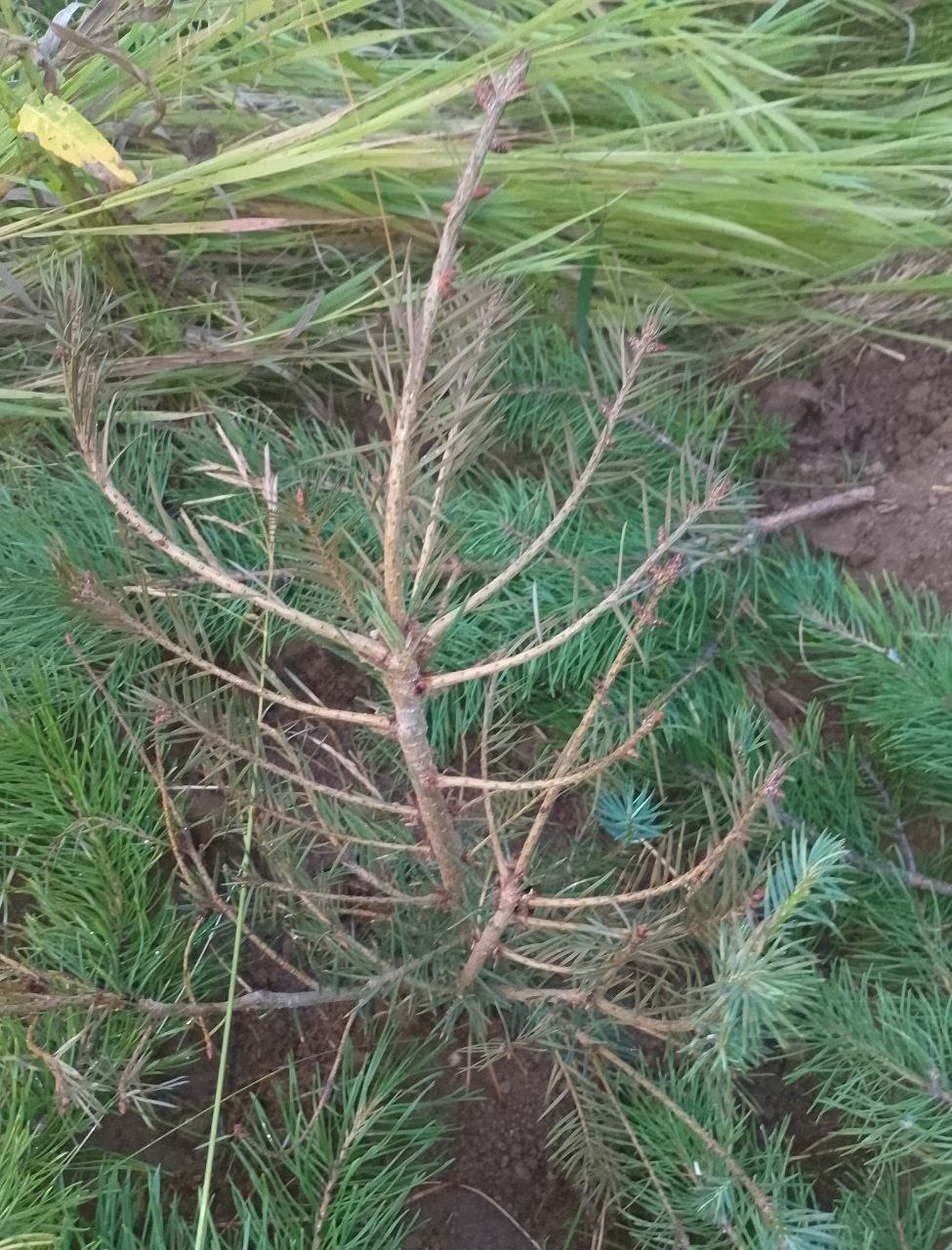 One of the saplings looking dry after transport, wrapped in cut pine boughs for protection.