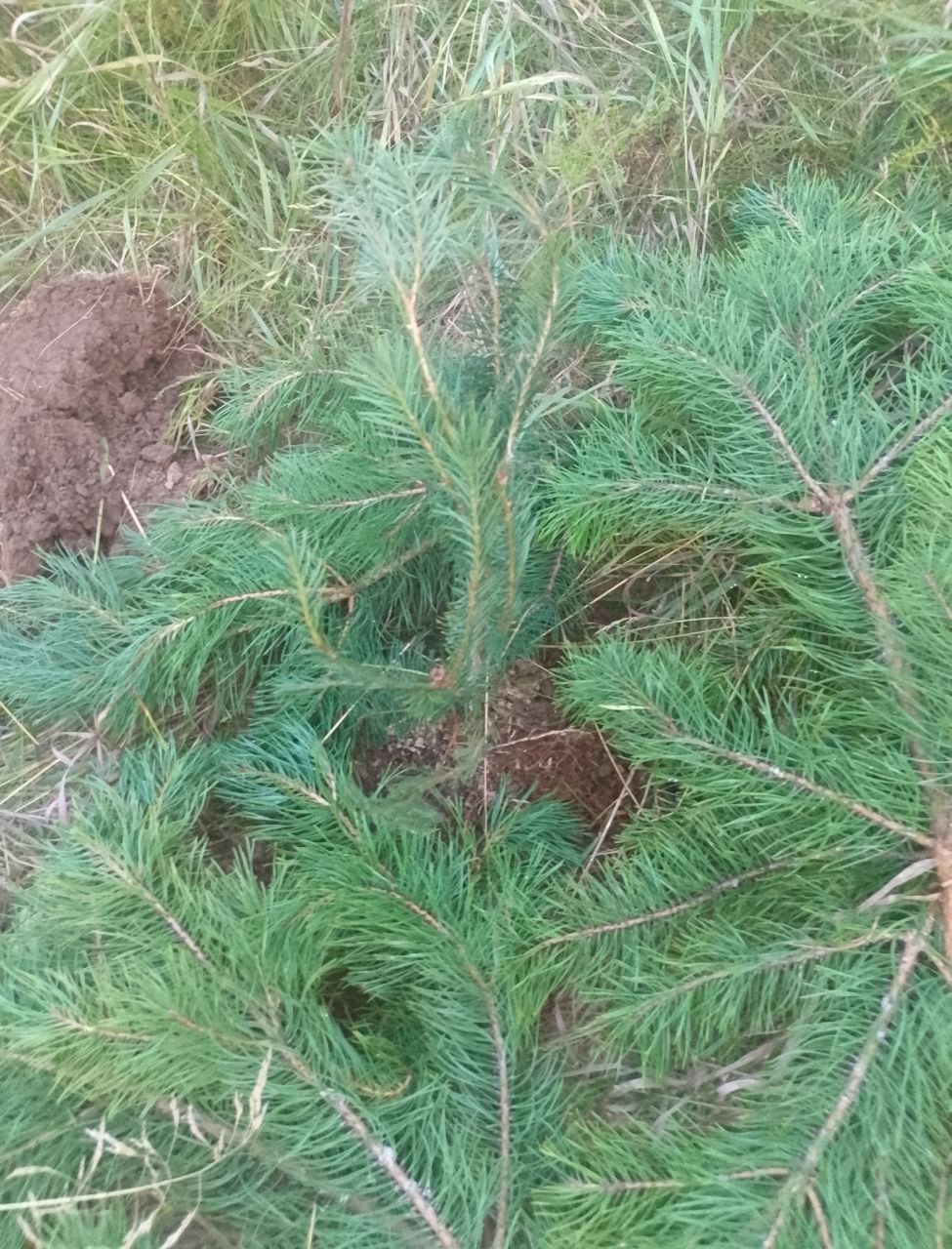 A sapling showing green, living growth despite the dry appearance of the transport period.