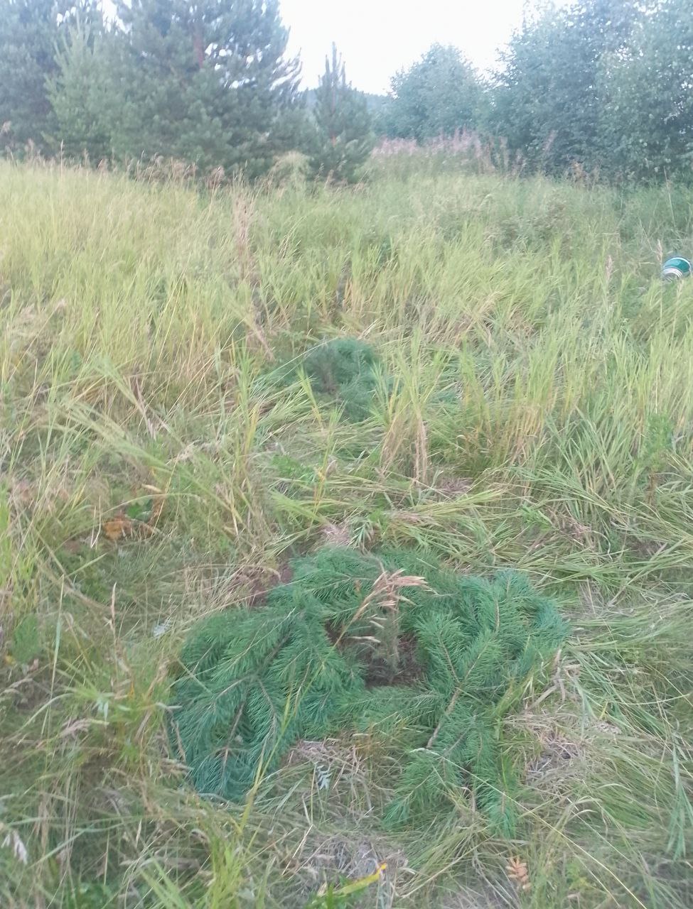The planting site — several saplings set out across a forest clearing near the Shaytanka river.